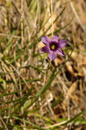 2008-03-31_43 Blue-eyed Grass Cropped TN.jpg - 33919 Bytes